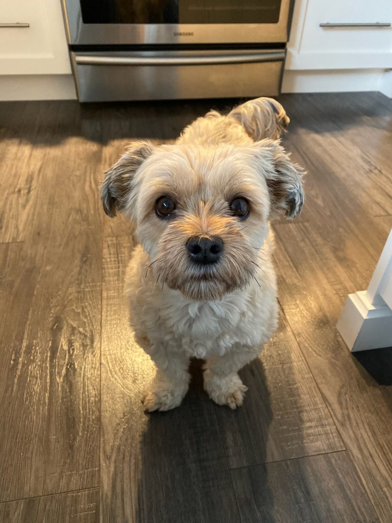 a havanese puppy