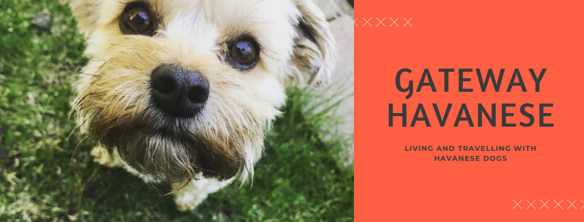 Gateway Havanese Main Banner