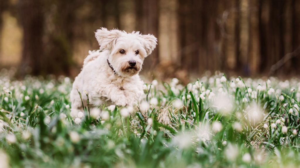 Havanese Breeders in Delaware