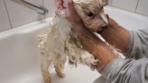 a havanese dog taking a bath with shampoo