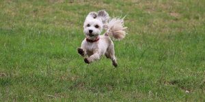 Are Hanaese Hypoallergenic