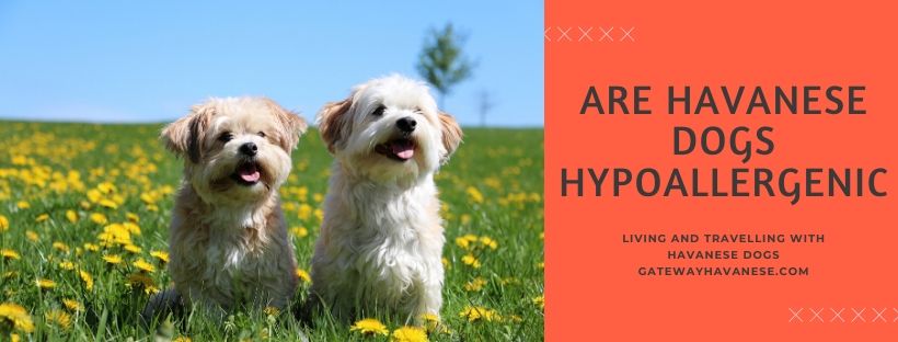 Are Havanese Dogs Hypoallergenic_