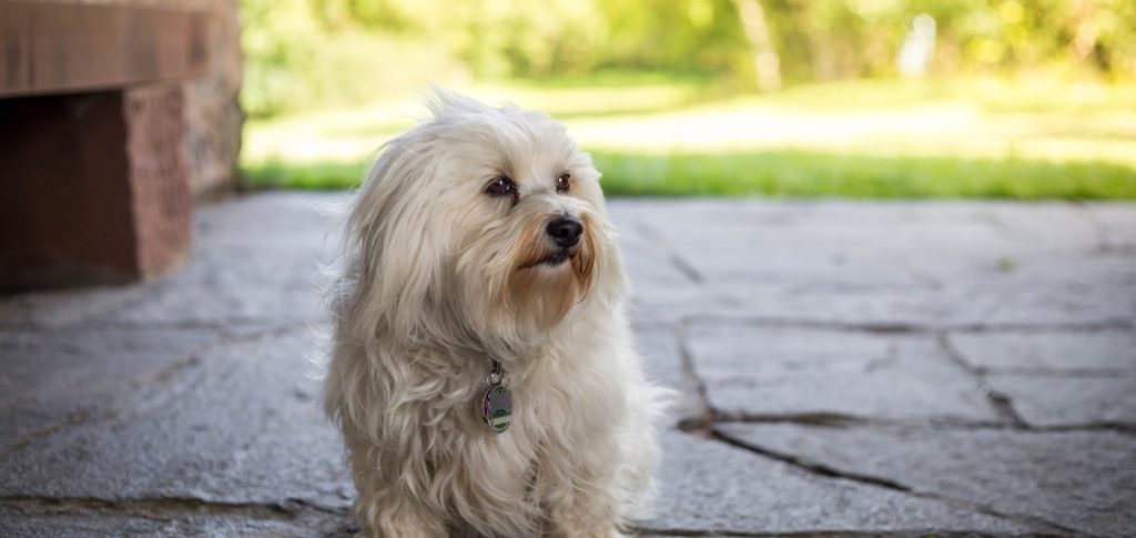 Do havanese dogs shed