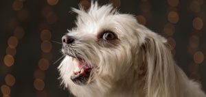 do havanese bark a lot