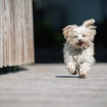 do havanese dogs smell