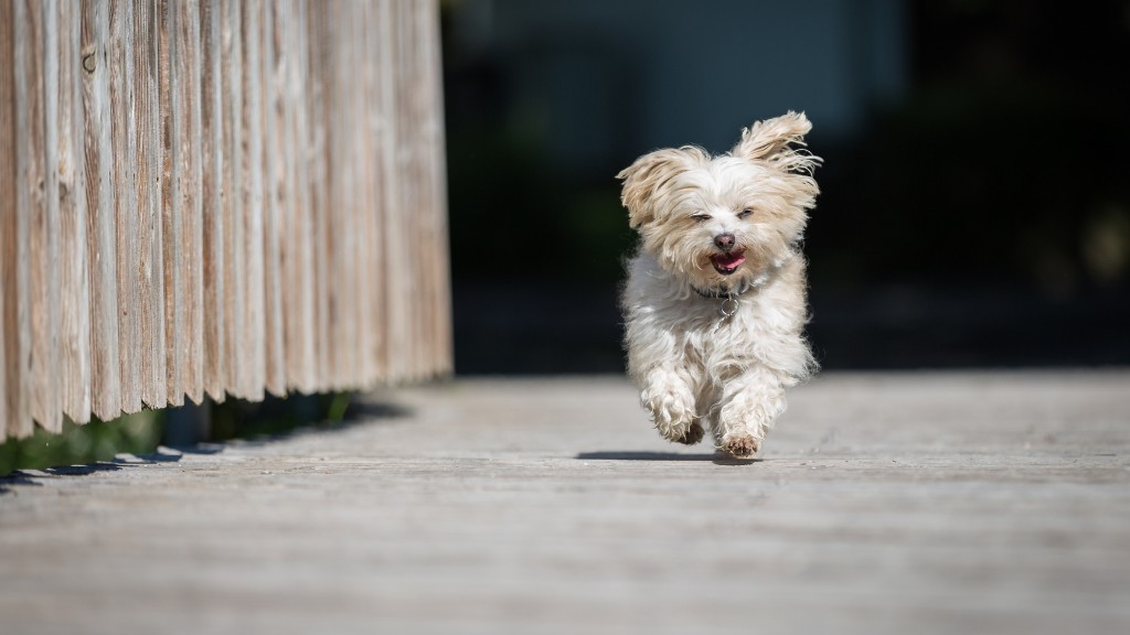 do havanese dogs smell