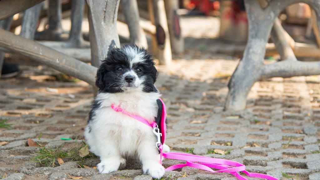 how to choose a great harness for your havanese