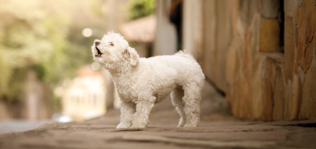 teaching your havanese not to bark