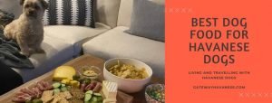 best dog food for havanese dogs