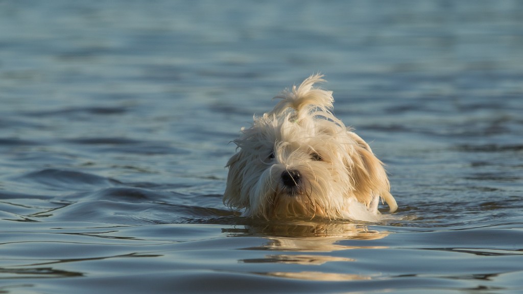 can havanese dogs swim