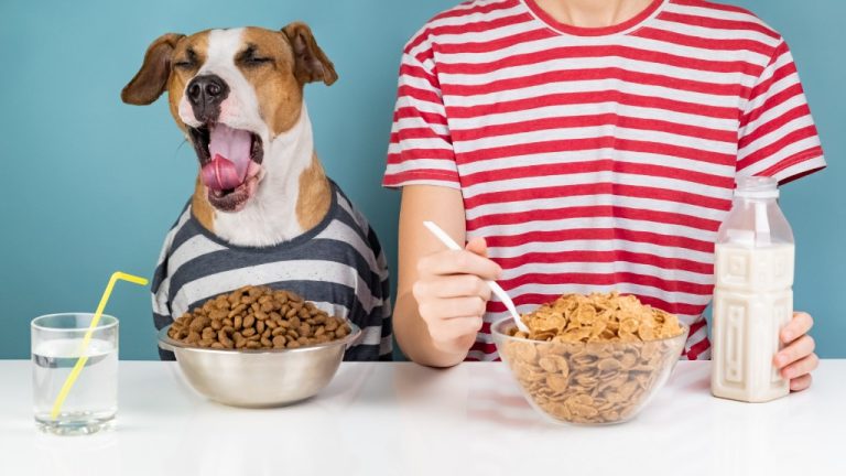 What human food can dogs eat