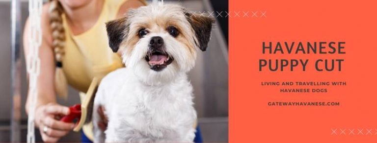 top-6-havanese-haircuts-cute-styles-for-2023-gateway-havanese