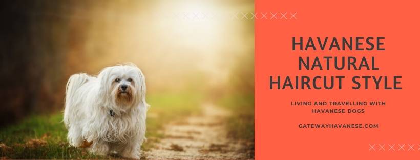 best clippers for havanese