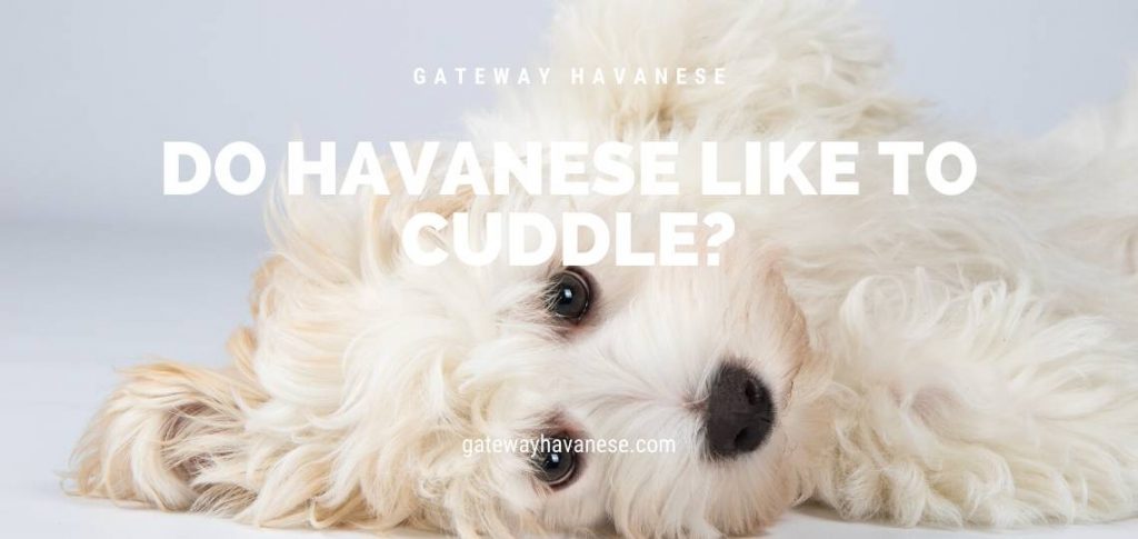 do Havanese like to Cuddle_