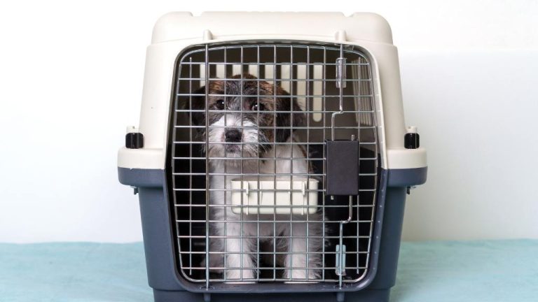 Gateway Havanese - Best Crate for Havanese Dogs
