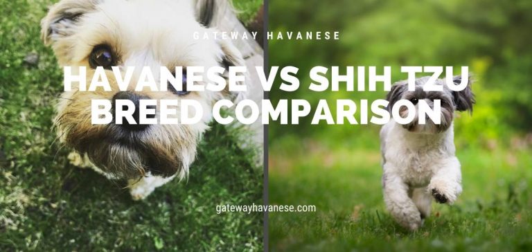 Havanese vs Shih Tzu Breed Comparison