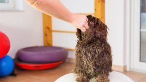 havanese dog taking a hip Dysplasia supplement
