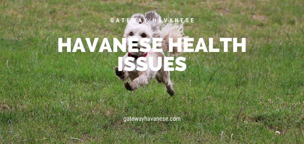 havanese health issues