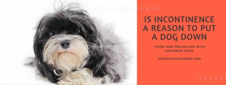 Is Incontinence a Reason to Put a Dog Down