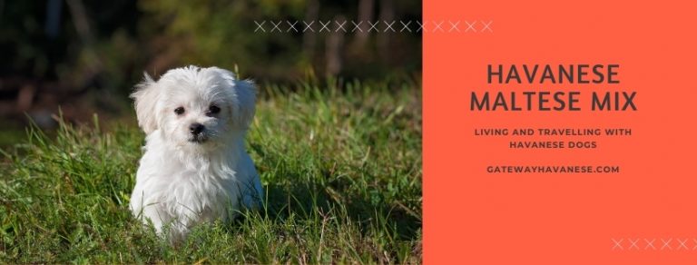Havanese Maltese Mix