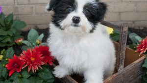 dog proof your litter box