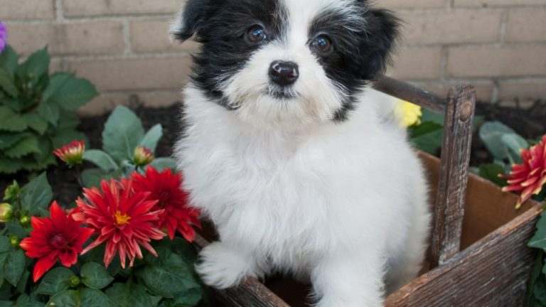 dog proof your litter box