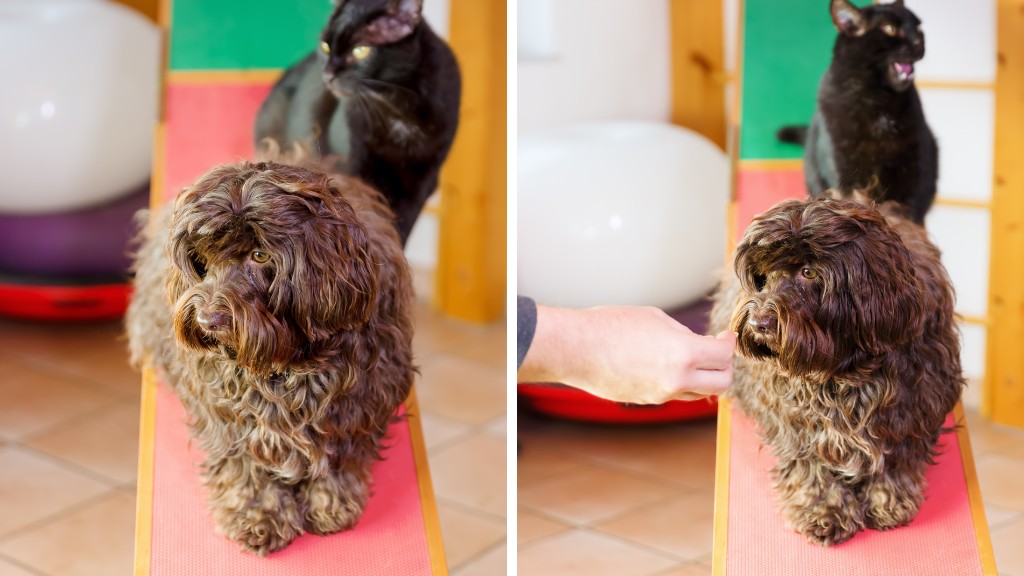 havanese living with a cat