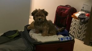 A Havanese puppy that wantws to travel to New Jersey