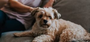 How much should a havanese eat per day