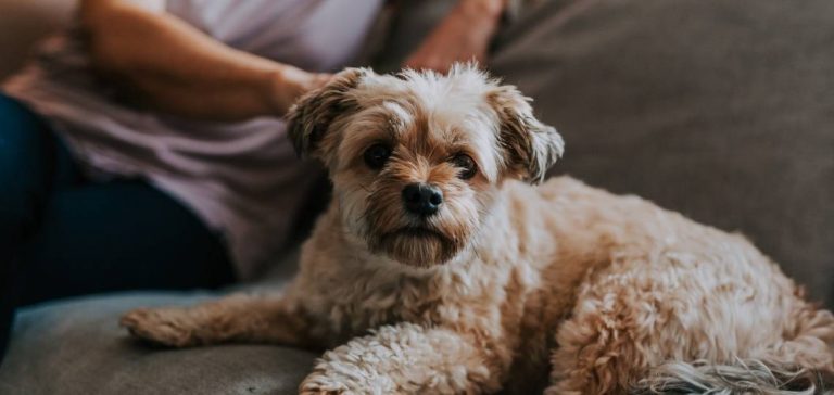 How much should a havanese eat per day