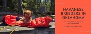 havanese breeders in oklahoma