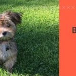 havanese breeders in Alberta