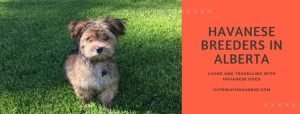 havanese breeders in Alberta
