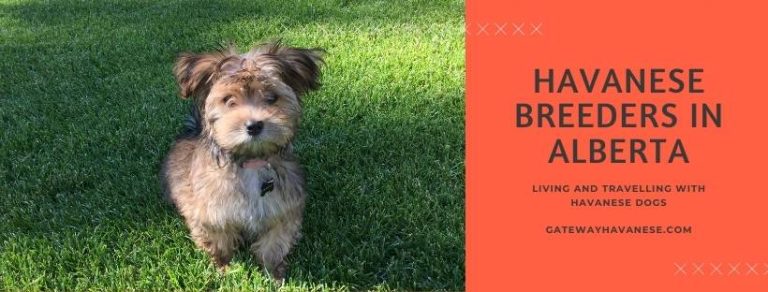 havanese breeders in Alberta