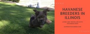 havanese breeders in Illinois