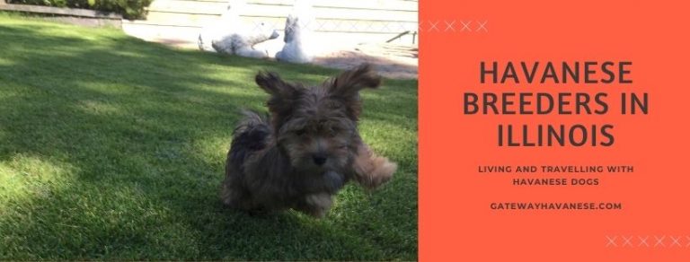 havanese breeders in Illinois