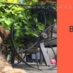 havanese breeders in Ontario