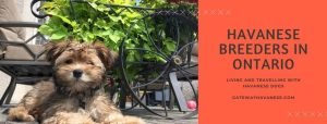 havanese breeders in Ontario