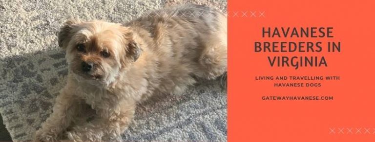 Havanese Breeders in Virginia