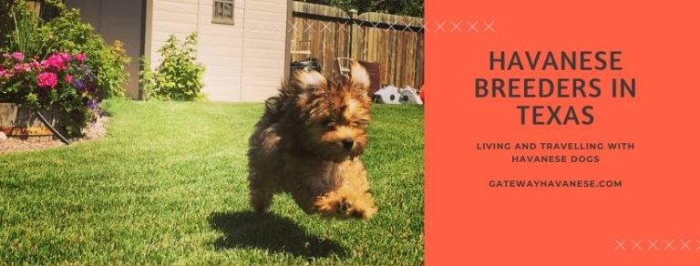 Havanese Breeders in texas