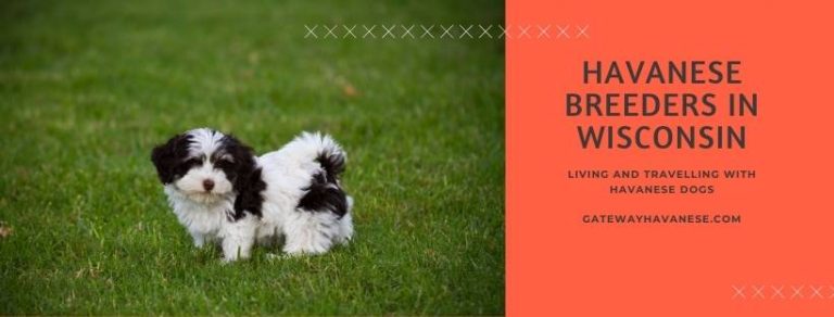 Havanese Breeders in Wisconsin