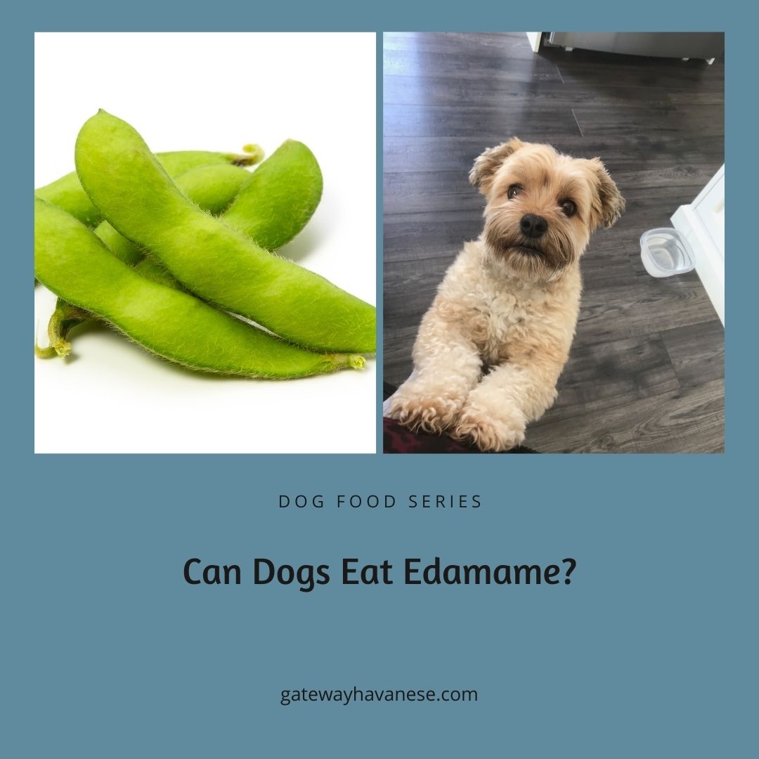 Can Dogs Eat Edamame? Gateway Havanese