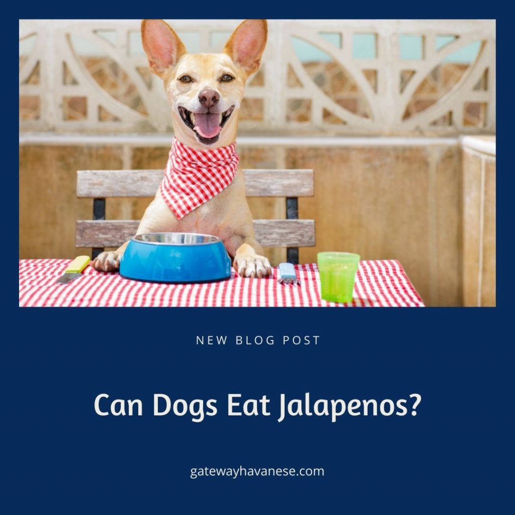 Can dogs eat jalapenos