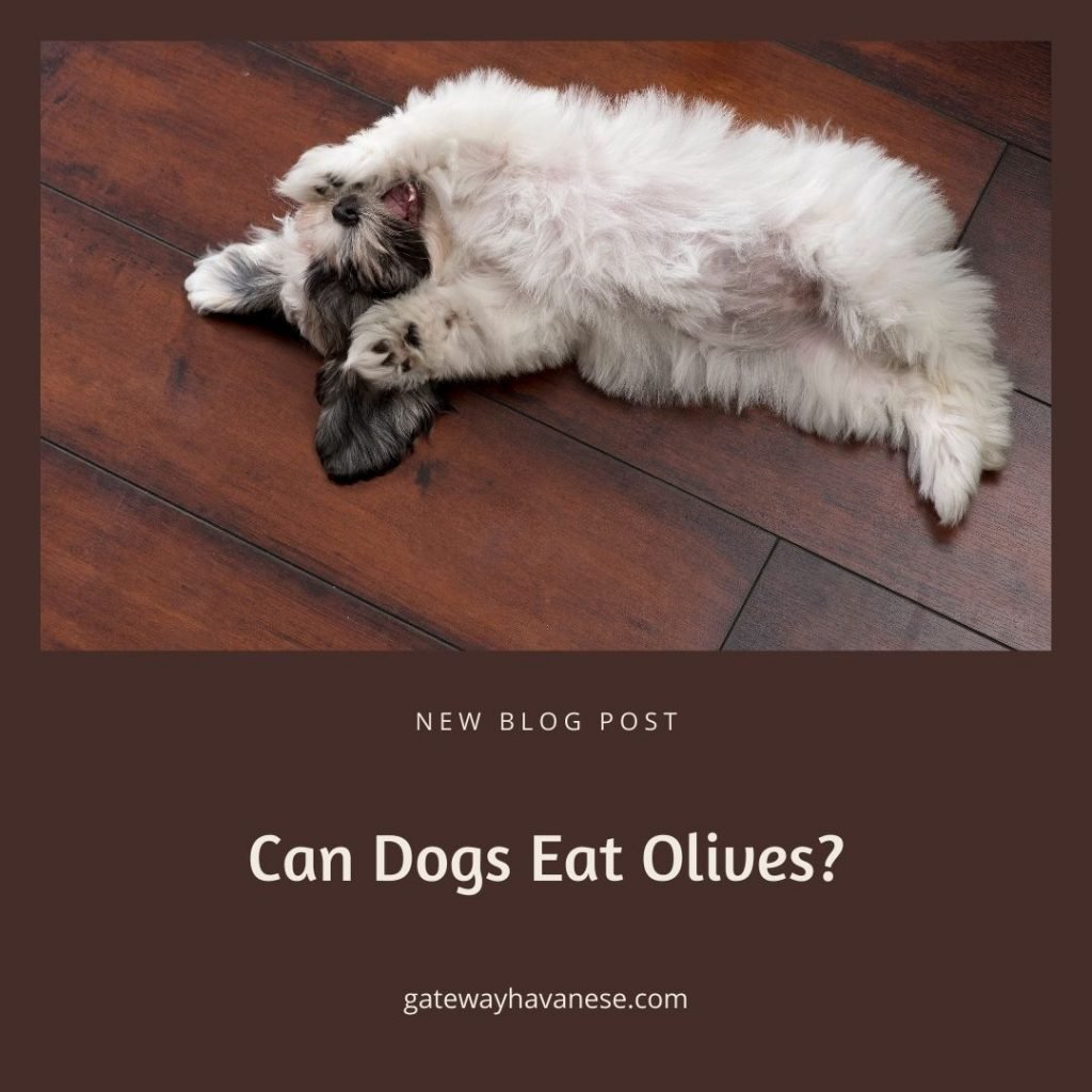 Can dogs eat olives