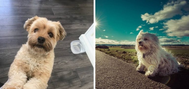 Havanese Breeders in Connecticut