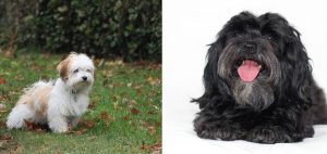 Havanese Breeders in Maine