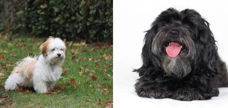 Havanese Breeders in Maine