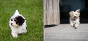 Havanese Breeders in New Hampshire