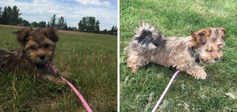Havanese Breeders in Oregon
