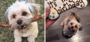 Havanese Breeders in Rhode Island